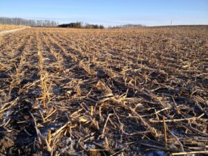 corn field after being grazed