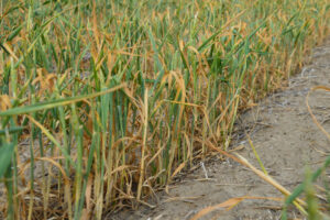 crop failure due to drought may increase the risk for nitrate poisoning in beef cattle