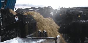 beef producer feeding cattle silage in winter