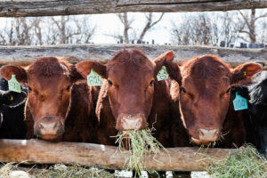 three red cows eating hay