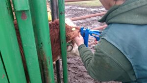 Canadian beef cattle producer inserting growth implant into ear of beef animal in cattle chute
