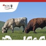 Canadian Beef Cattle Podcast episode 5 with bulls grazing