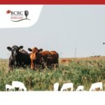 Canadian Beef Cattle Podcast episode 11 with cows in pasture