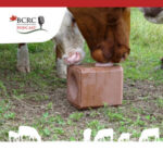 Canadian Beef Cattle Podcast episode 29 mineral supplementation