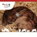 Canadian Beef Cattle Podcast episode 4 with a newborn calf