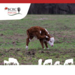 Canadian Beef Cattle Podcast episode 18 with calf scratching