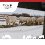 Canadian Beef Cattle Podcast episode 49 with cattle in winter