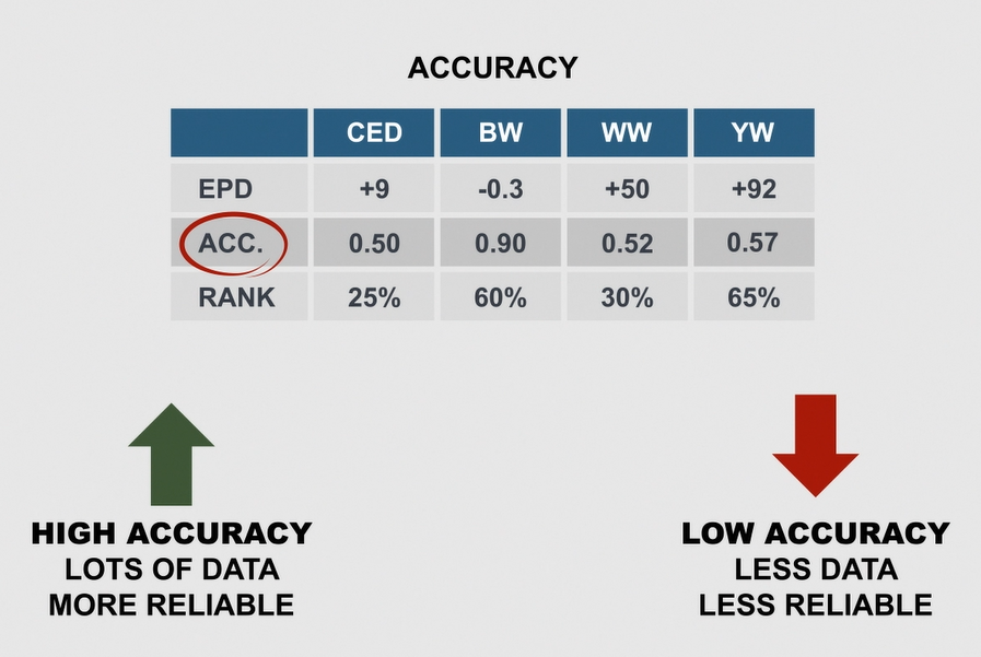 accuracy scores