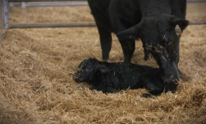 black cow licking newborn calf
