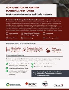 cattle consumption of foreign materials and toxins key recommendations for beef cattle producers