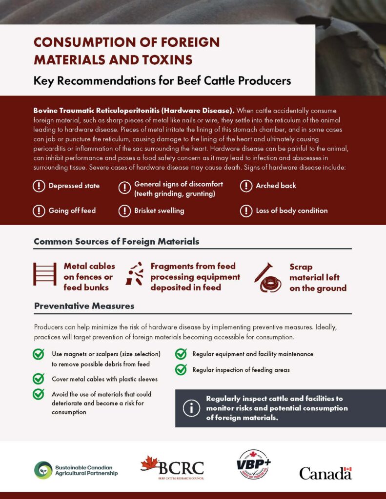 cattle consumption of foreign materials and toxins key recommendations for beef cattle producers