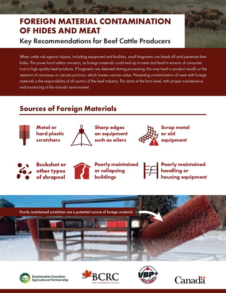 Foreign material contamination of hides and meat key recommendations for beef cattle producers