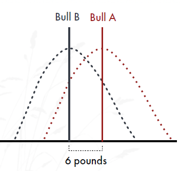range of calf performance between bull A and bull B
