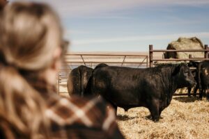 beef producer examining black beef bulls