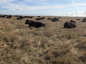 stockpiled spring grazing