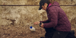 tube feeding a newborn calf