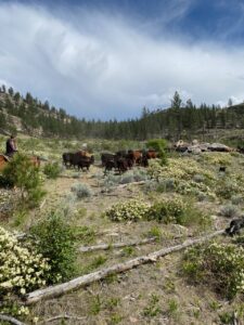 cattle on Thomas Ranches in South Okanagan, BC