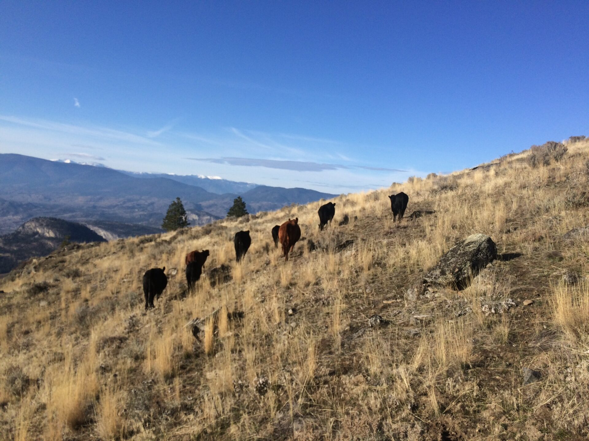 beef cattle on Crown rangeland in South Okanagan