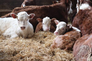 young beef cows and calves on straw