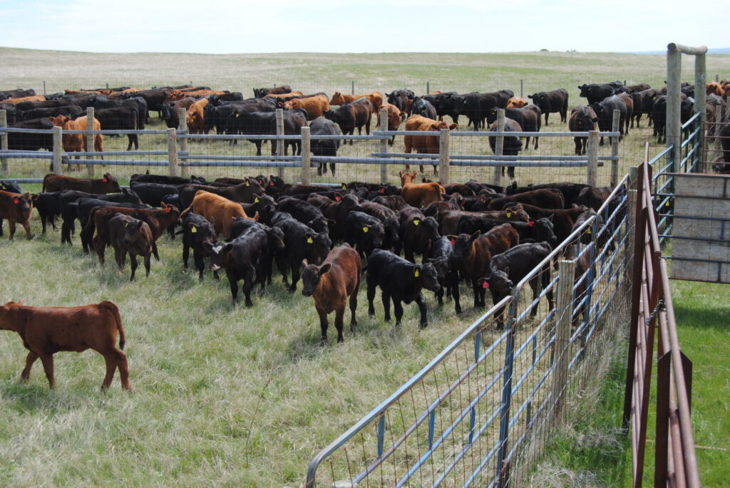 calves in spring processing