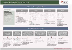feed testing quick guide for beef producers