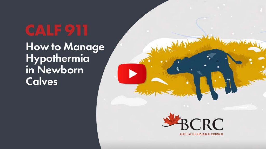 how to manage hypothermia in newborn calves