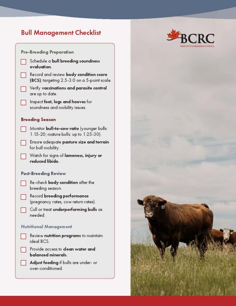 bull management checklist