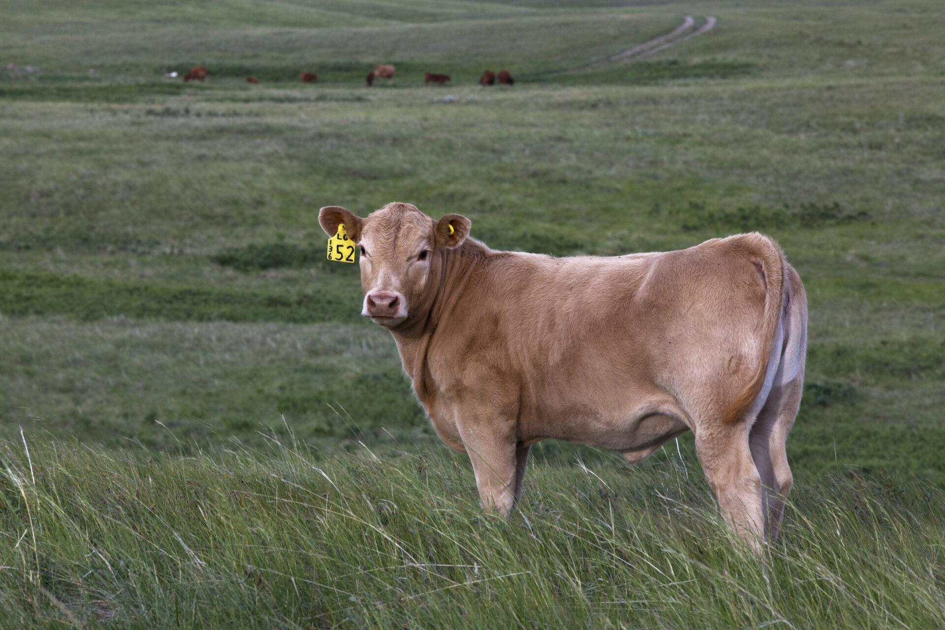 Cowbytes Example Maximizing Calf Performance: Where Do Implants Fit on a Cow-Calf Operation?