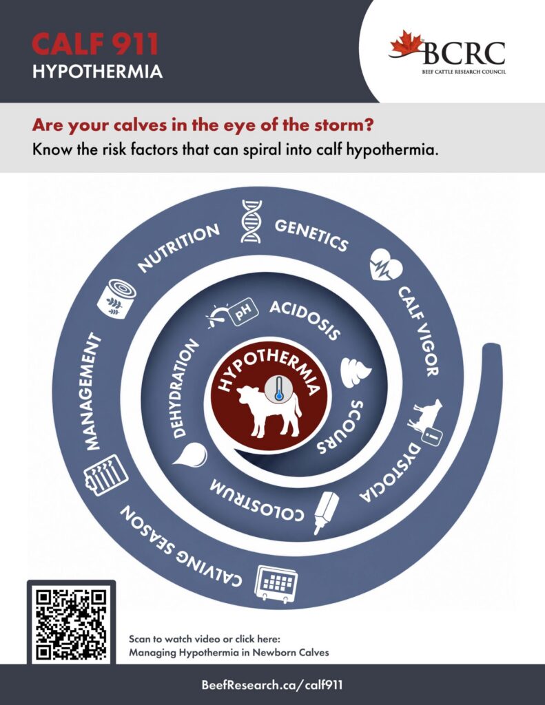 calf hypothermia guide
