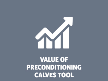 value of preconditioning beef calves calculator