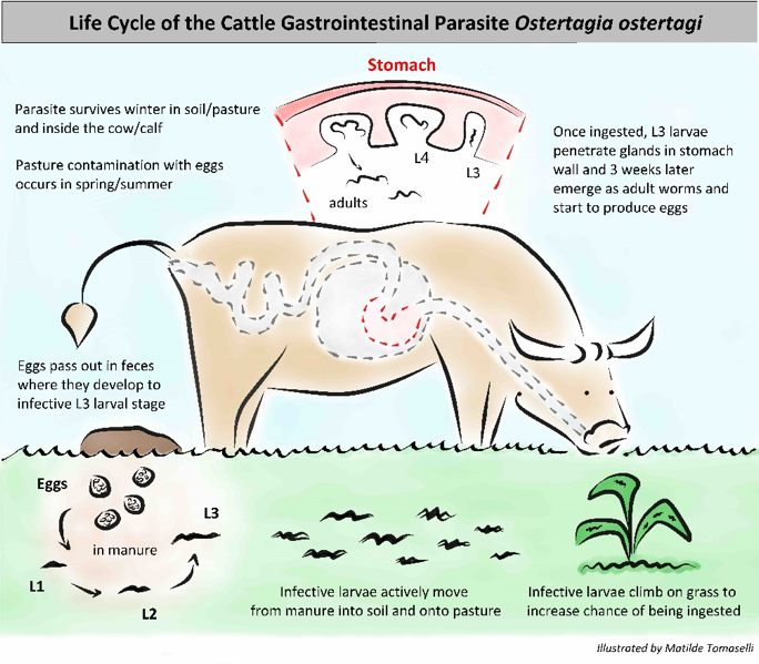 Internal Parasites Beef Cattle Research Council