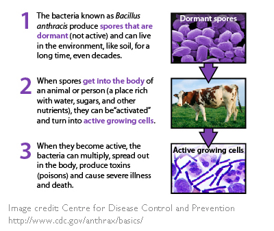 Anthrax beef cattle 