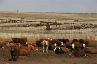 feedlot