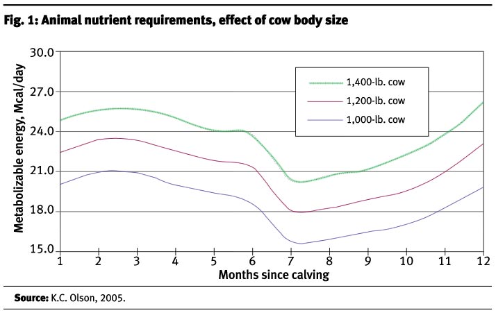 Animal Nutrient Requirements, effective of cow body size