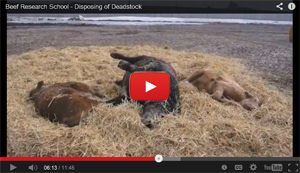 Click for the latest Beef Research School video