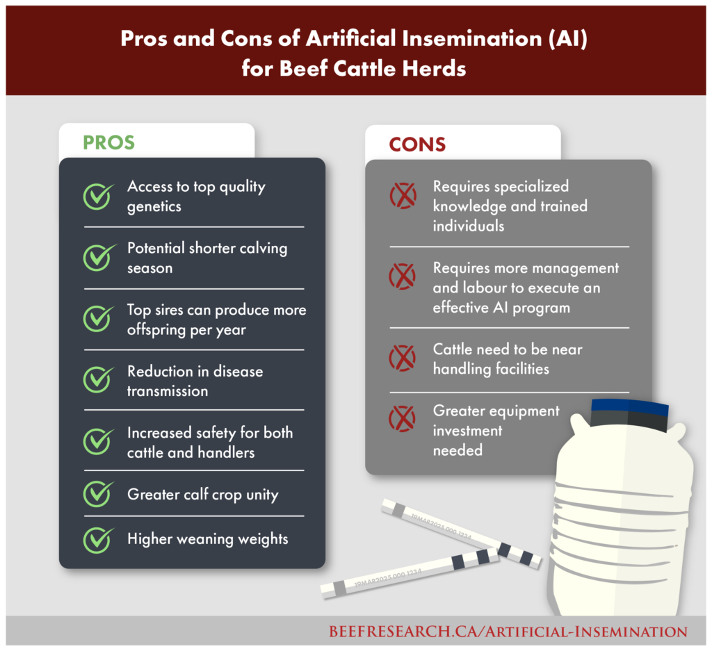 Pros and cons of artificial insemination in beef cattle herds