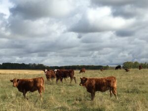 beef heifers