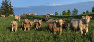 Charolais in a pasture