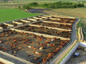 cattle feedlot