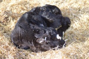 newborn calf on clean straw