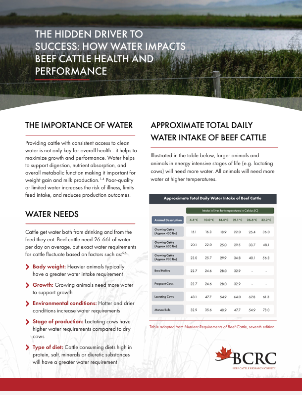 the hidden driver to success: how water impacts beef cattle health and performance