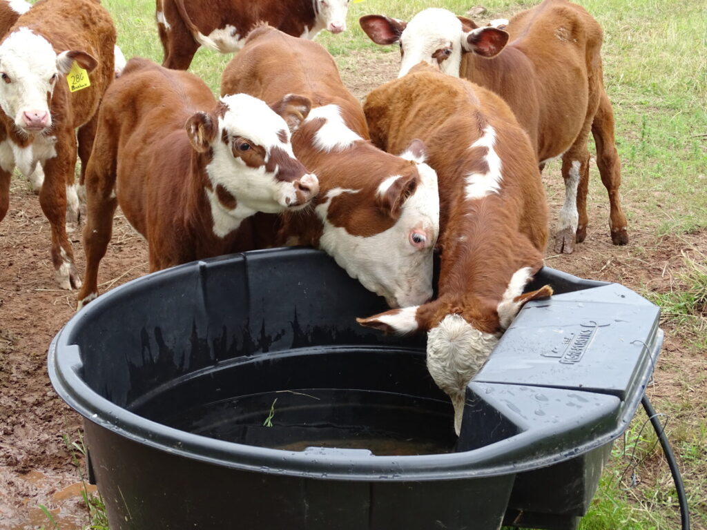 yearlings drinking water from a tank
