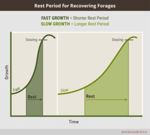 rest period for recovering forages