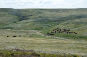 cattle grazing on Canadian pasture