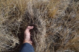 litter on pasture