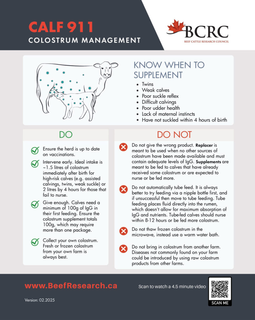 colostrum management for beef cattle