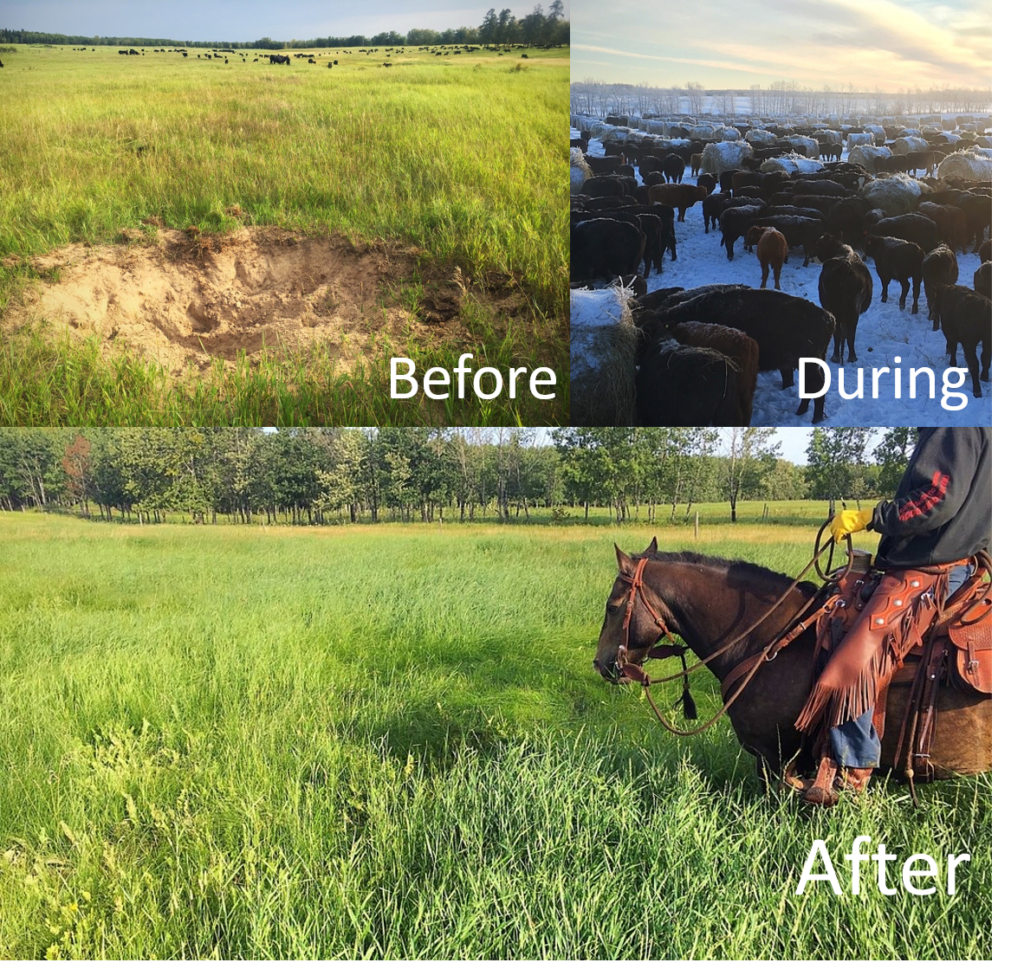 before during and after extended winter grazing bales
