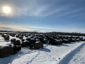 cattle grazing bale pods