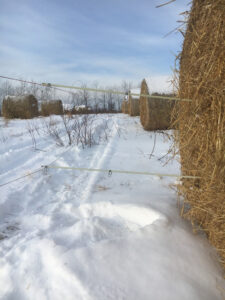 fenced bale grazing