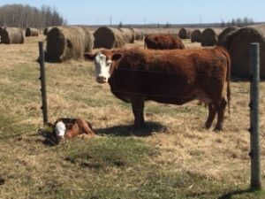 bale grazing in Manitoba